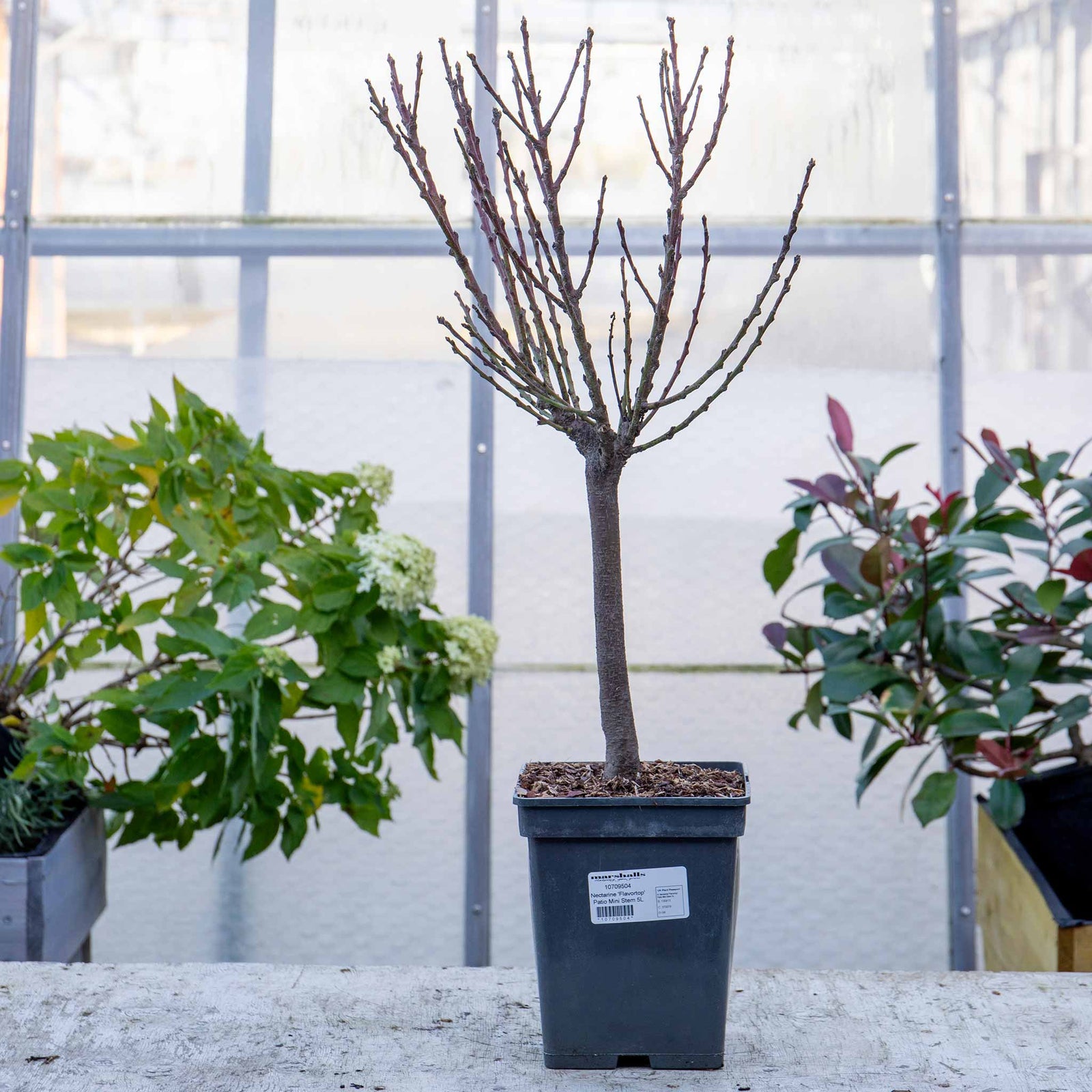 Nectarine 'flavourtop' Patio Mini Stem Tree | 1 x 5L