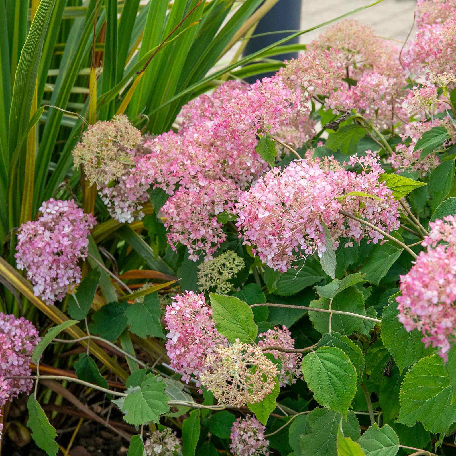 Hydrangea 'candybelle Bubblegum' Pink Flowering Shrub | 1 x 3L | Pink