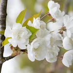 Prunus Avium Flore Plena Tree 6ft Tall Supplied In A 12 Litre Pot