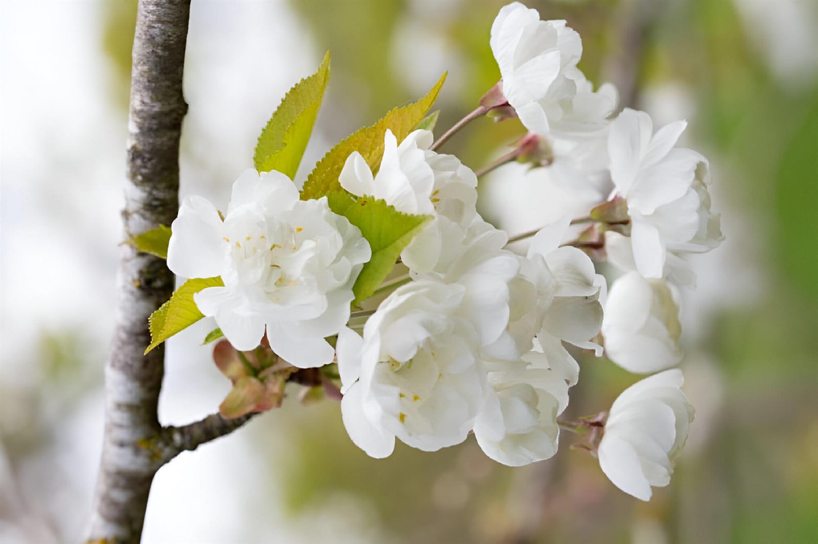 Prunus Avium Flore Plena Tree 6ft Tall Supplied In A 12 Litre Pot
