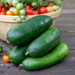 Cucumber 'marketmore' Rhs Award-winning Variety | 3 x Jumbo Plugs | Green