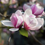 Magnolia 'heaven Scent' Compact Fragrant Pink Shrub (rhs Award Of Garden Merit) | 1 x 9cm | Pink