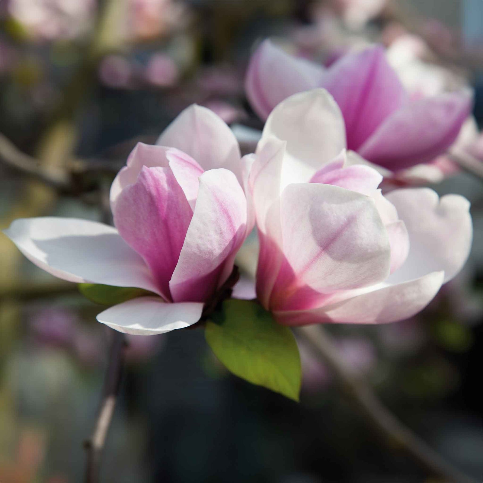 Magnolia 'heaven Scent' Compact Fragrant Pink Shrub (rhs Award Of Garden Merit) | 1 x 9cm | Pink