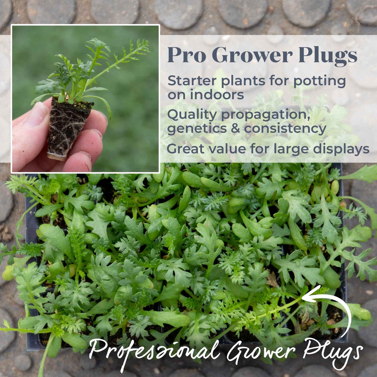 Achillea 'summer Berries Mixed' - Summer Perennial | 6 x Jumbo Plugs | Multi