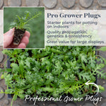 Achillea 'summer Berries Mixed' - Summer Perennial | 3 x Jumbo Plugs | Multi
