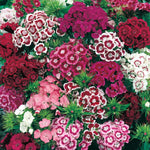 Sweet William 'early Summer Scented' Seeds | 400 Seeds