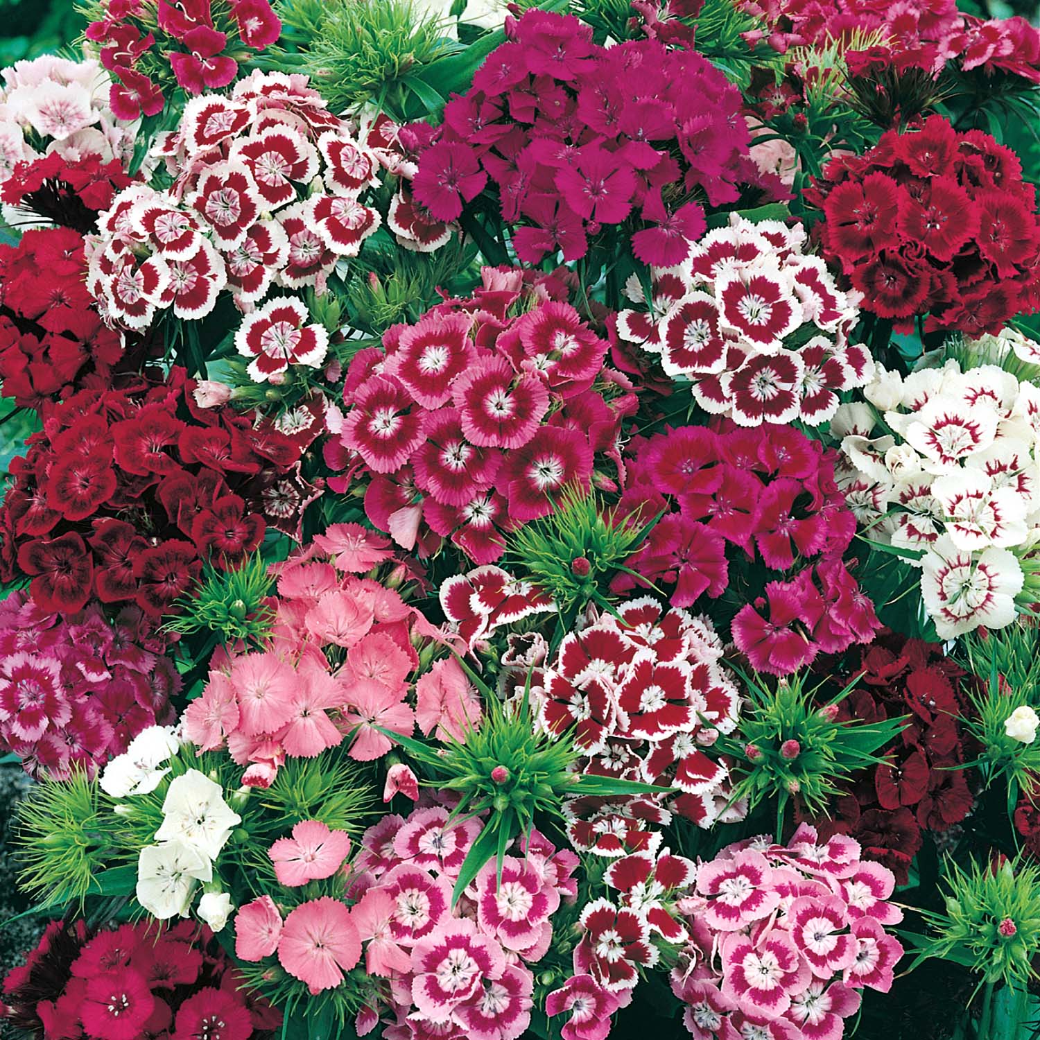 Sweet William 'early Summer Scented' Seeds | 400 Seeds