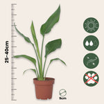 Bird Of Paradise - Strelitzia Reginea - Height 25-40cm - ⌀9cm | Set of 1 | Orange