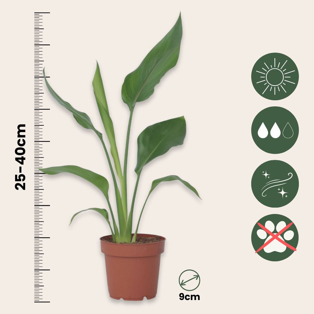 Bird Of Paradise - 6 Pcs. - Strelitzia Reginea - Height 25-40cm - ⌀9cm | Set of 6 | Orange