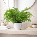 Artificial Potted Lady Fern 30cm