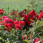 Raspberry Royale Patio Rose 40cm | 1 x Bare Root | Red