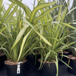 Phormium Yellow Wave Evergreen Shrub Extra Large 2.5-3ft Instant Plant In A 10 Litre Pot