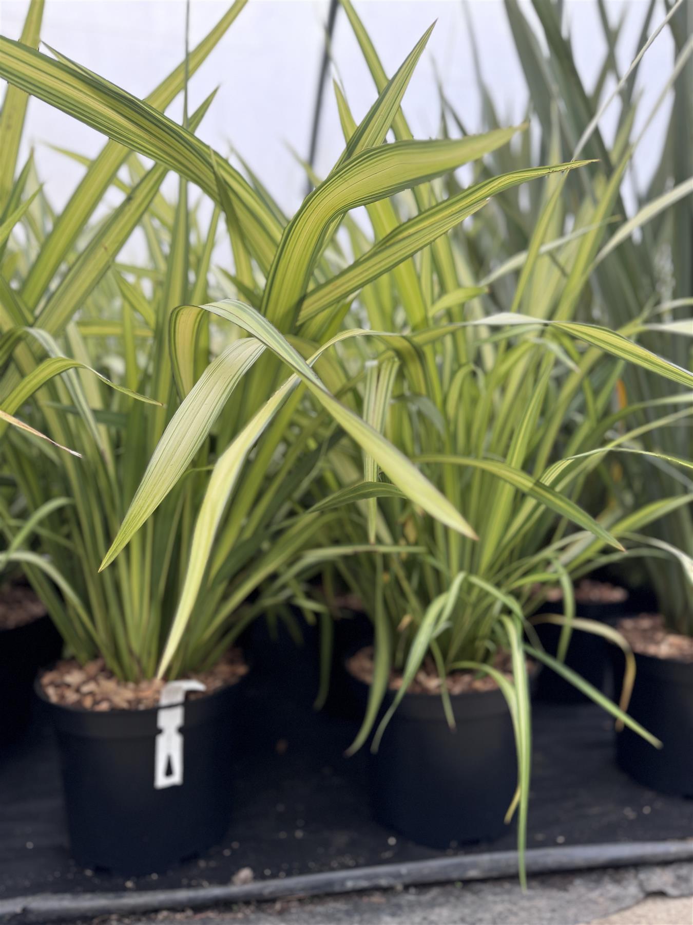 Phormium Yellow Wave Evergreen Shrub Extra Large 2.5-3ft Instant Plant In A 10 Litre Pot