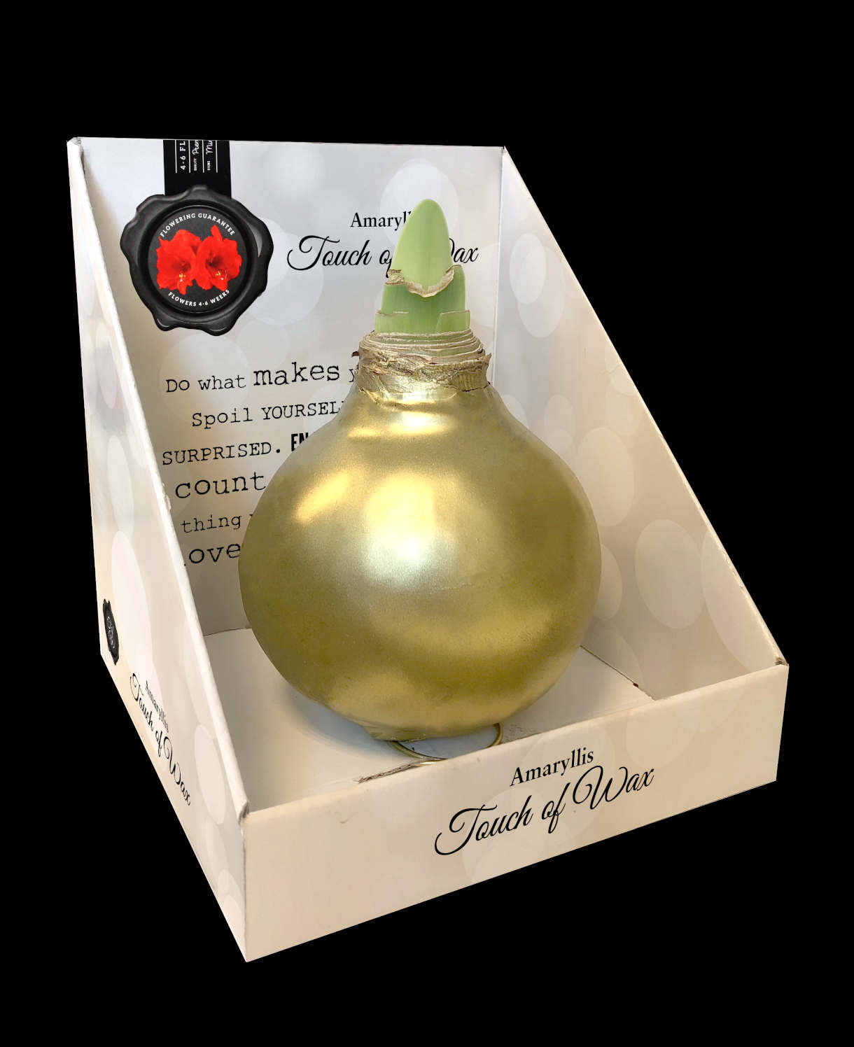 Monumental Amaryllis - Giant Double-flowered Christmas Amaryllis | Set-of-2