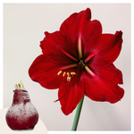 Amaryllis - Hippeastrum 'wax Snow Red' - Flower Bulb - Red