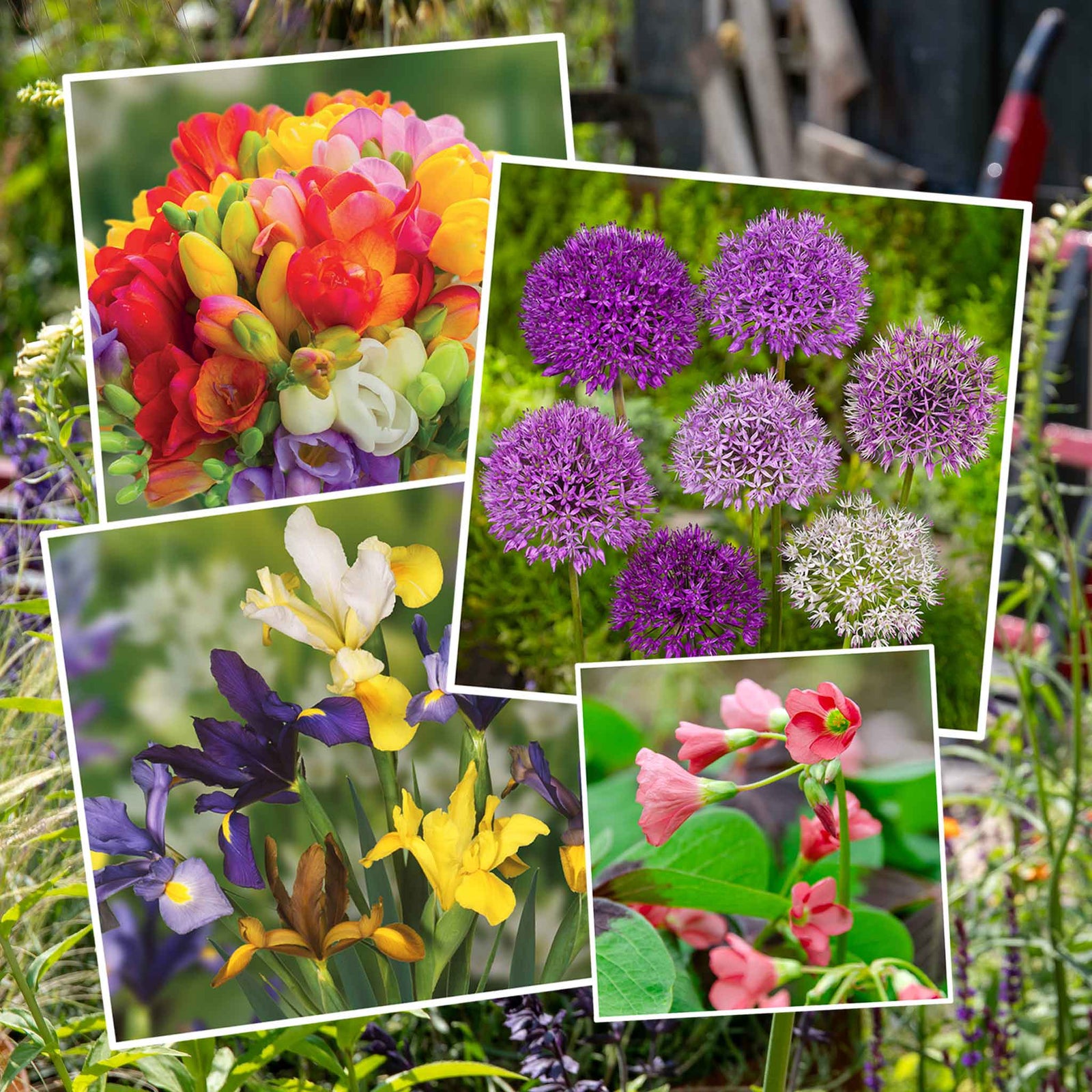All Summer Long 100 Flower Bulb Mix | Set of 100 | Multi