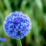 Allium Caeruleum - Blue Flowered Allium - Pack Of 30 Bulbs