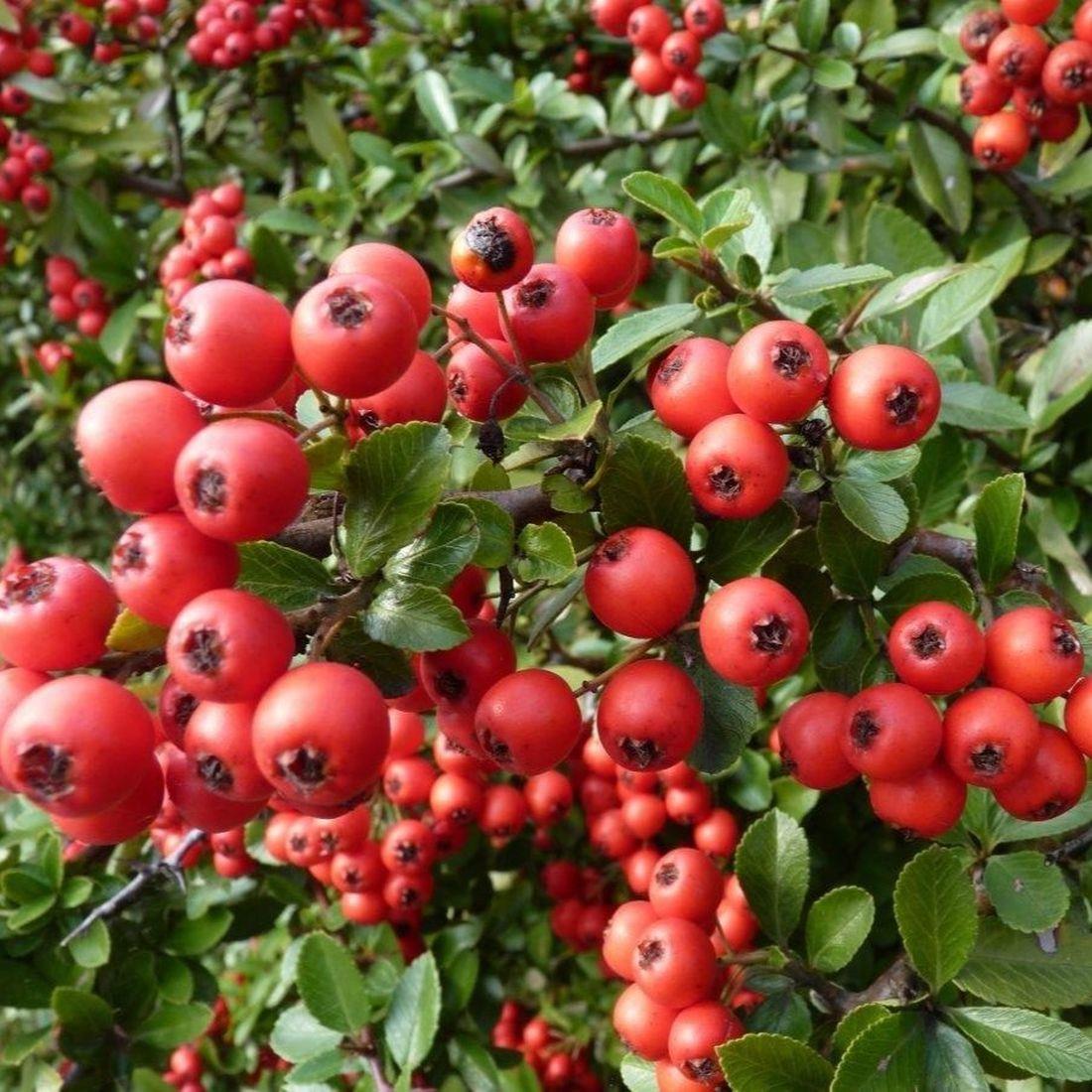 Direct Plants Pyracantha Red Column Evergreen Garden Shrub