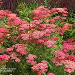 Thompson & Morgan Perfect Perennial Collection - Plants