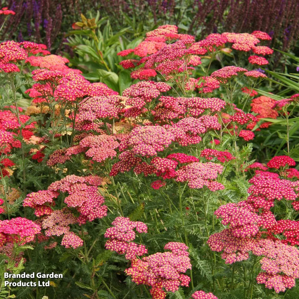 Thompson & Morgan Perfect Perennial Collection - Plants