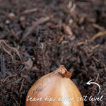 Spring-planting Onion Sets Duo Pack — Red Baron And Stuttgarter Riesen | Set of 2 | Teal & Yellow