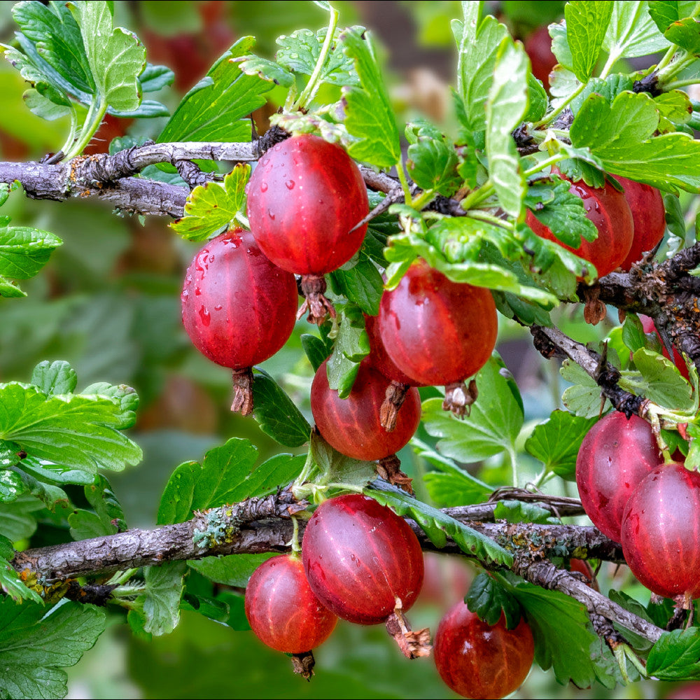 Gooseberry Bush Duo - 1 Red, 1 Green In 9cm Pots