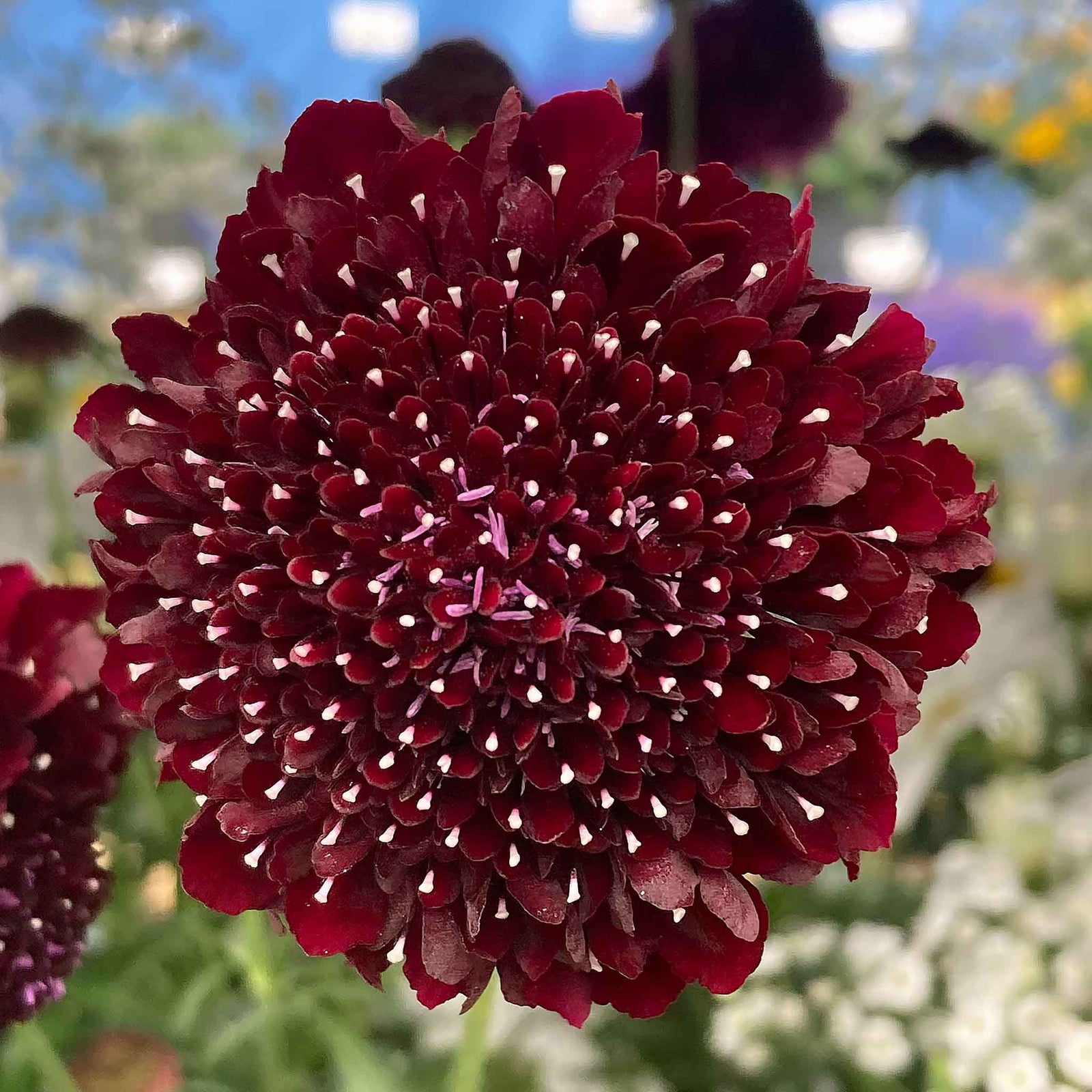 Scabious 'blackberry Scoop' Purple-black Pincushion Flowers | 12 x Plug Plants | Purple