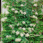 Climbing Hydrangea 'petiolaris' Rhs Agm | 1 x 3L | White