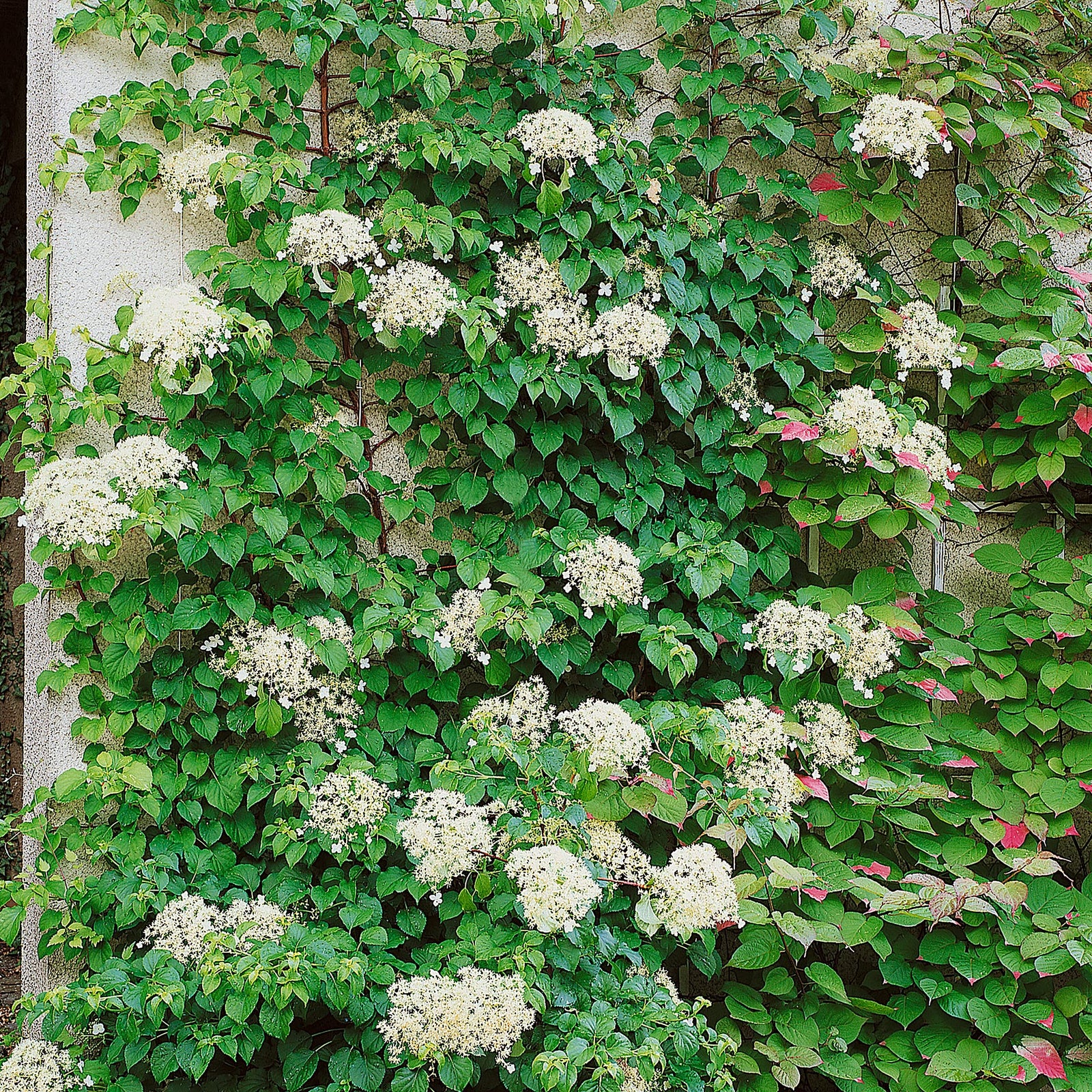 Climbing Hydrangea 'petiolaris' Rhs Agm | 1 x 3L | White