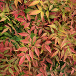 Nandina Domestica 'obsessed' Compact Evergreen For Containers And Borders | 1 x 7.5L | Red