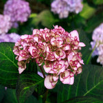 Hydrangea Macrophylla 'miss Saori' - 9cm pot | 5 x 9cm | Blush Pink