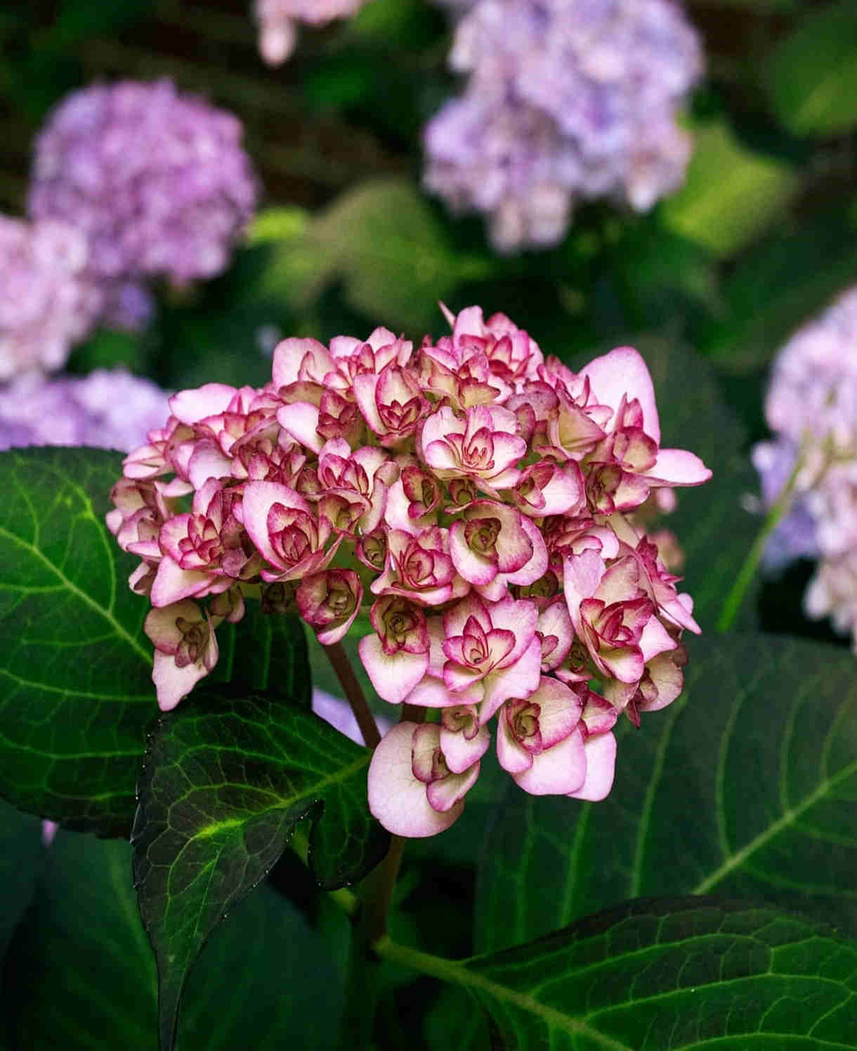 Hydrangea Macrophylla 'miss Saori' - 9cm pot | 5 x 9cm | Blush Pink
