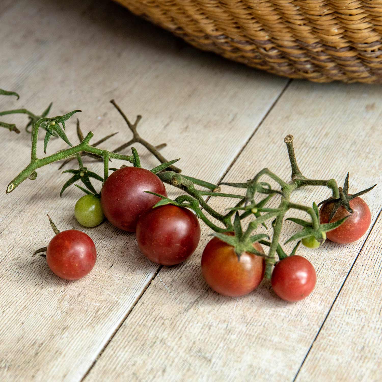 Tomato Chocolate Cherry Seeds | 10 Seeds