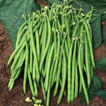 Dwarf Satelit French Bean Plants | 12 x Garden Ready Plants | Green