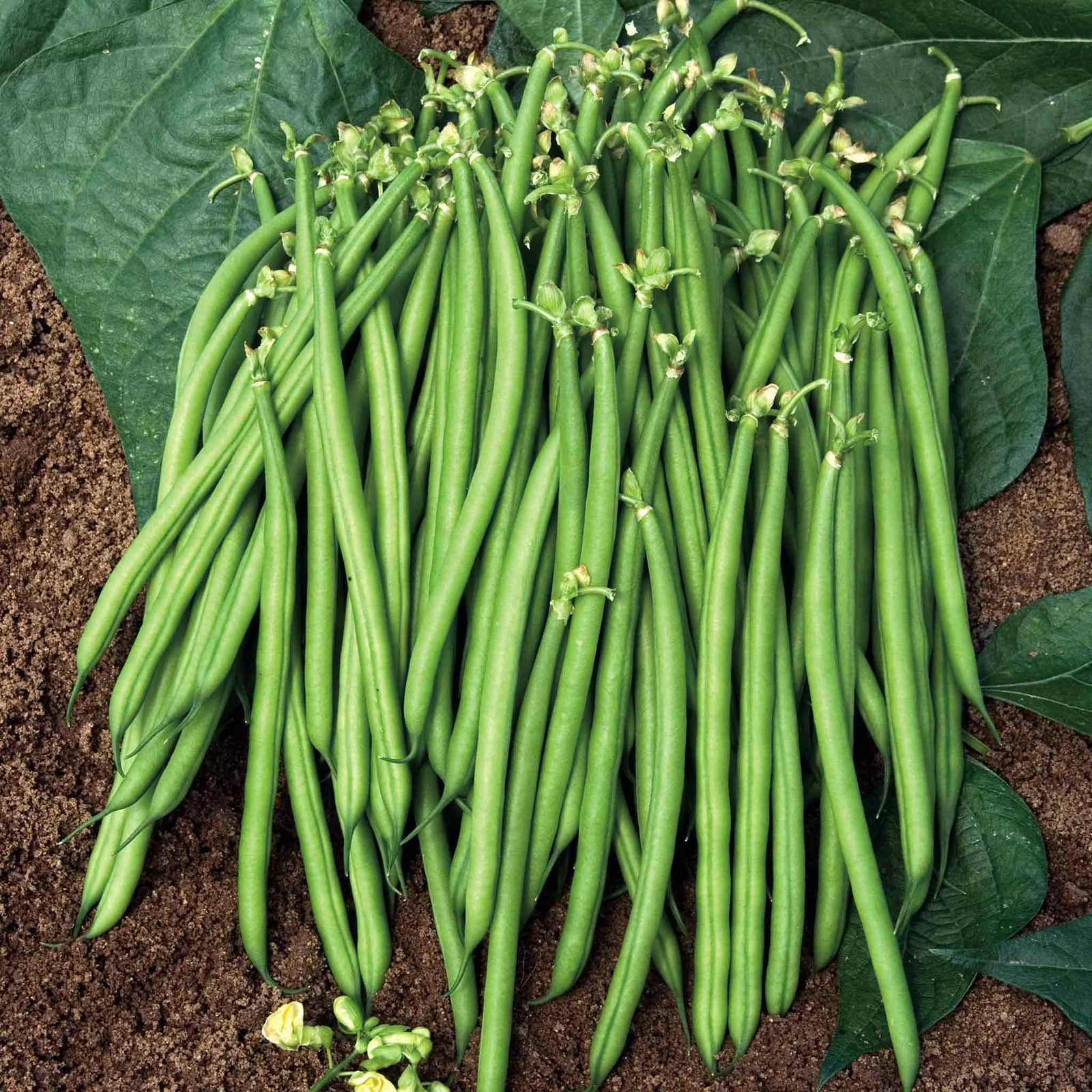 Dwarf Satelit French Bean Plants | 12 x Garden Ready Plants | Green