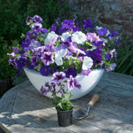 Petunia Frenzy Grand Rapids Garden Ready Plants - Purple & White Blooms All Summer Long | 12 x Garden Ready Plants