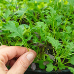 Salad Seeds Herb Mix -  Mixed Baby Leaves