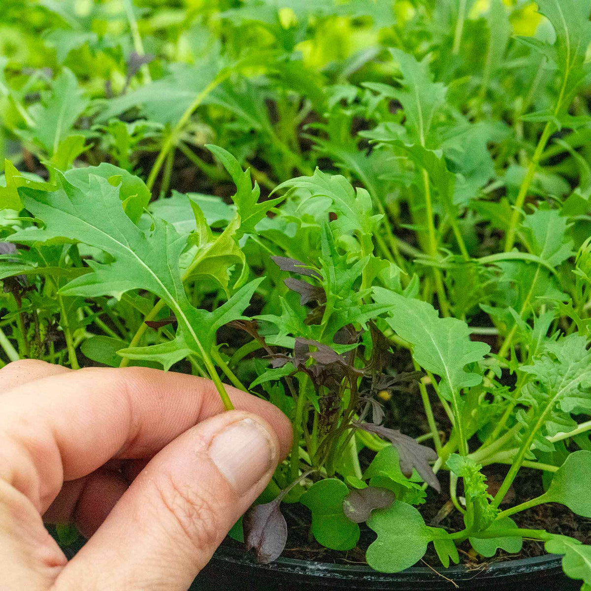 Salad Seeds Herb Mix -  Mixed Baby Leaves