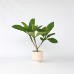 Frangipani - Plumeria Rubra - Height 45-55cm - ⌀17cm | Set-of-1 | Pink