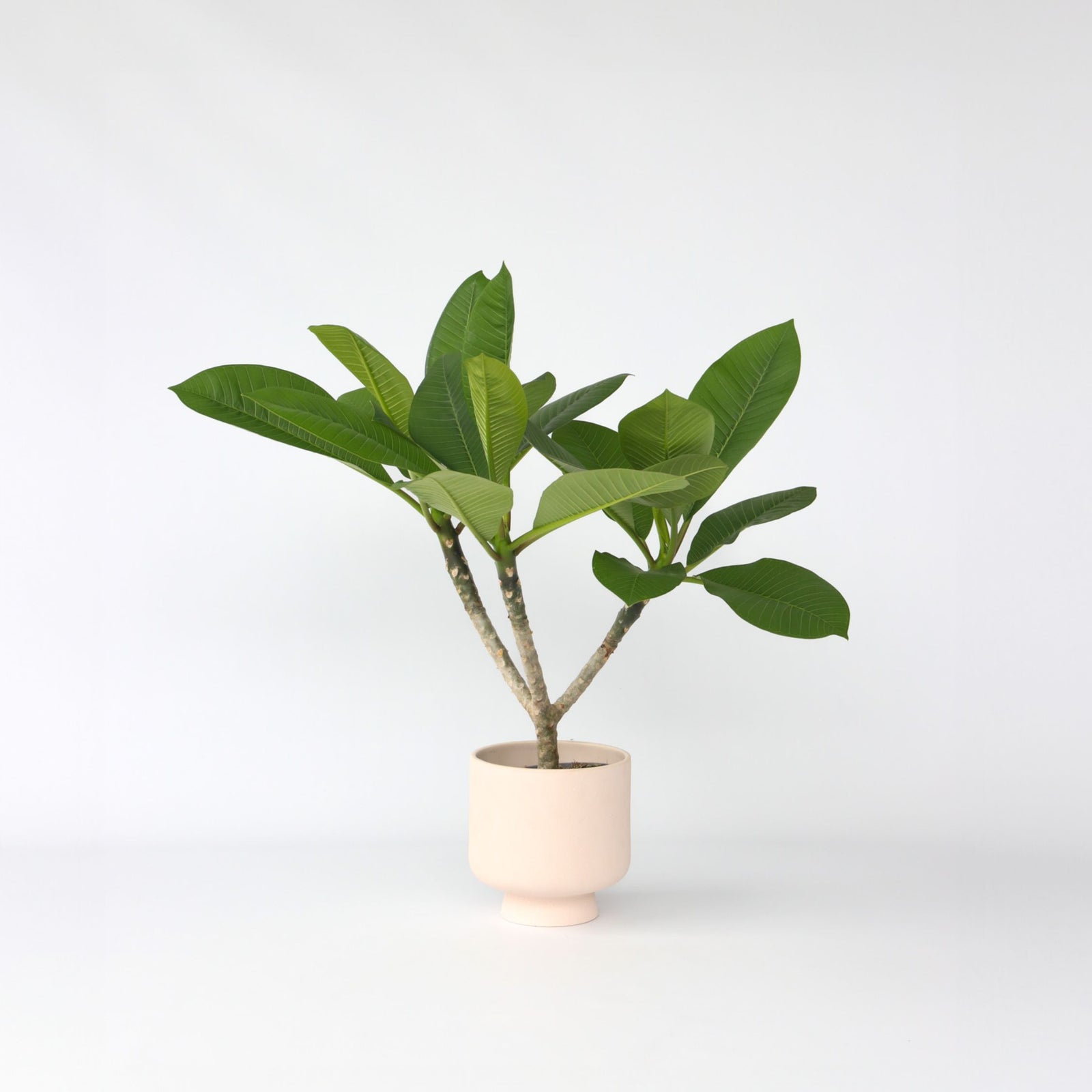 Frangipani - Plumeria Rubra - Height 45-55cm - ⌀17cm | Set-of-1 | Pink