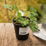 Geranium 'rozanne' Hardy Long-flowering Perennial | 3 x Jumbo Plugs