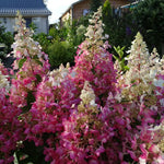 Thompson & Morgan Hydrangea Paniculata Candlelight 9cm Pot X 1