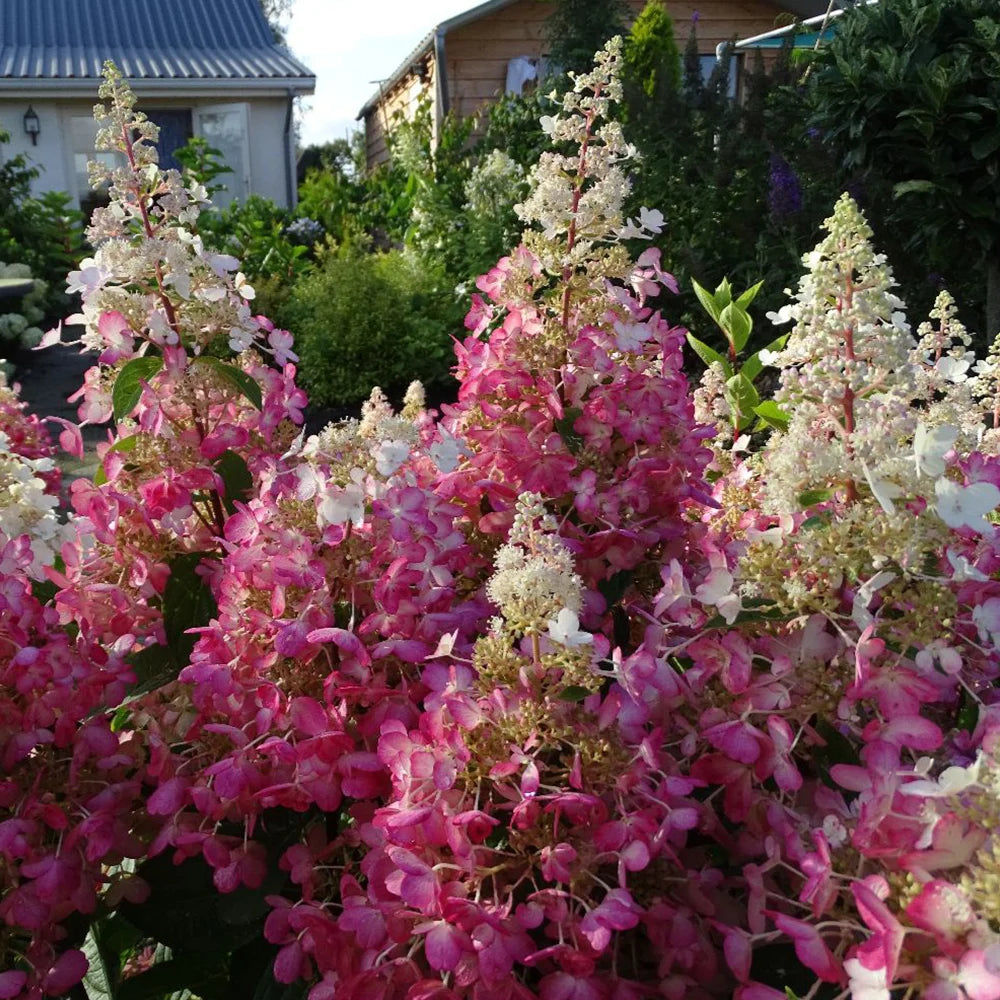 Thompson & Morgan Hydrangea Paniculata Candlelight 9cm Pot X 1