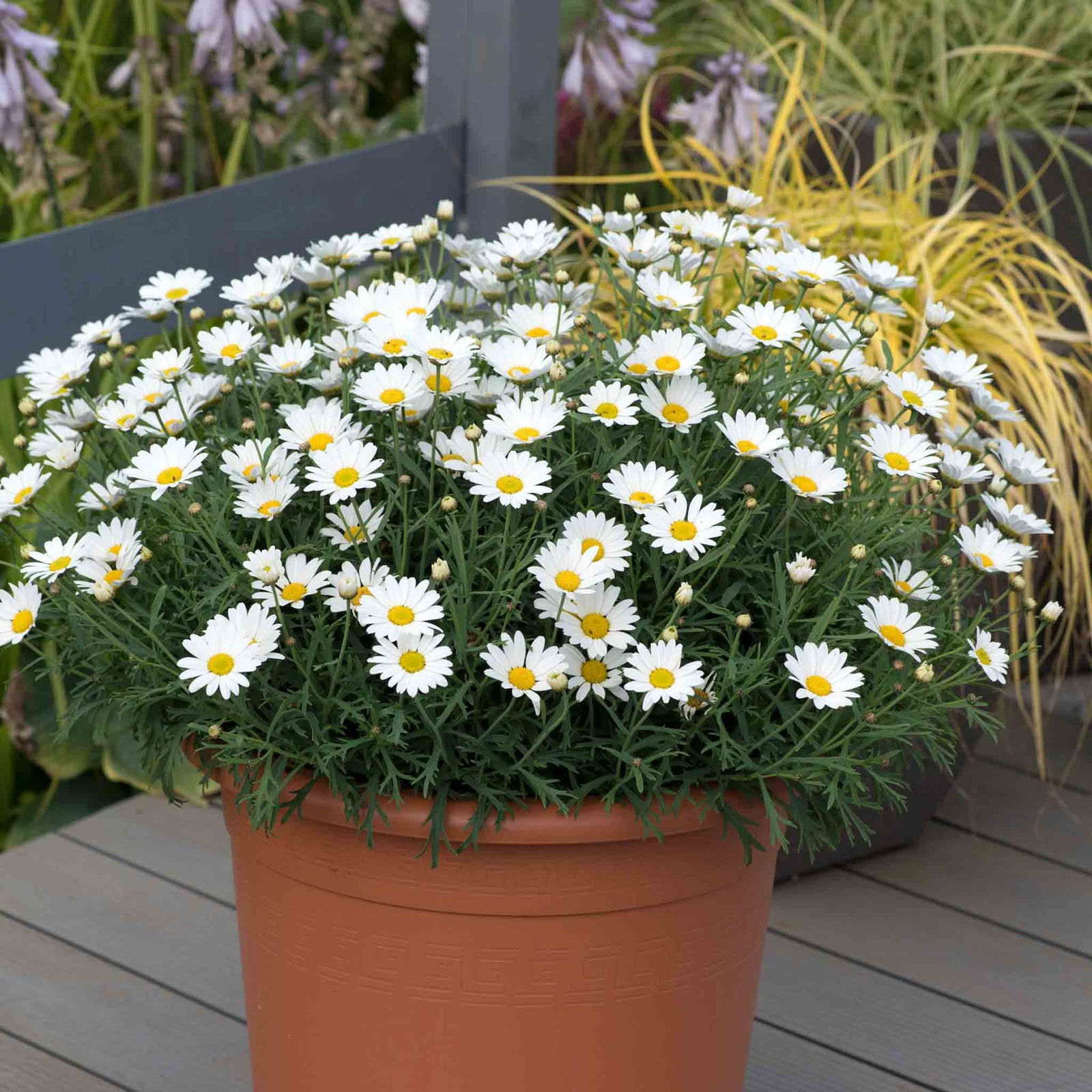 Argyranthemum 'everest' Marguerite Daisy Plant 40-60 Cm | 6 x Plug Plants