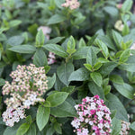 Viburnum Tinus Eve Price Evergreen Garden Shrub
