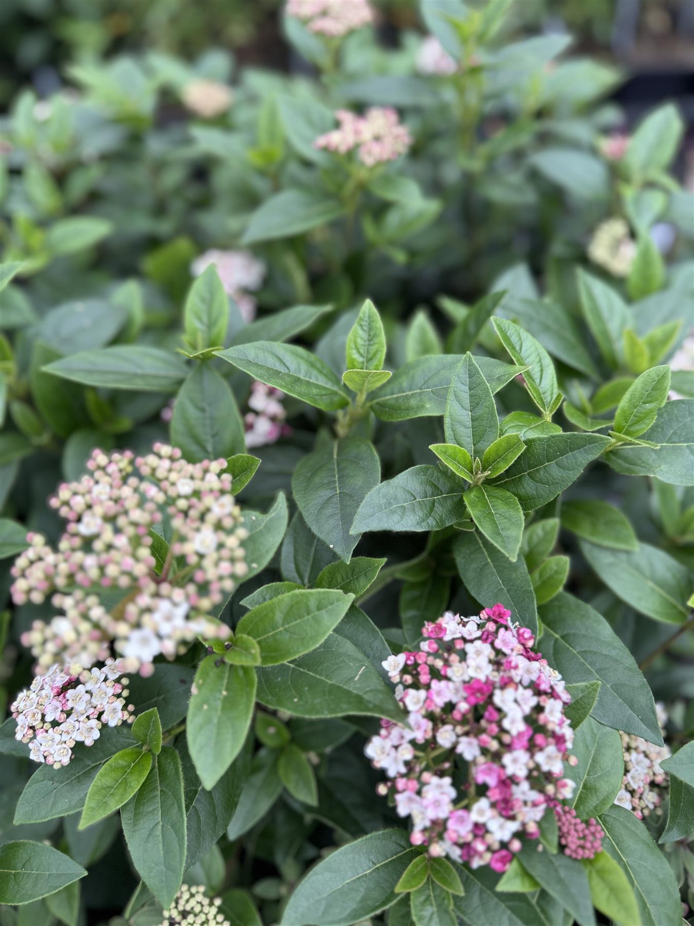 Viburnum Tinus Eve Price Evergreen Garden Shrub