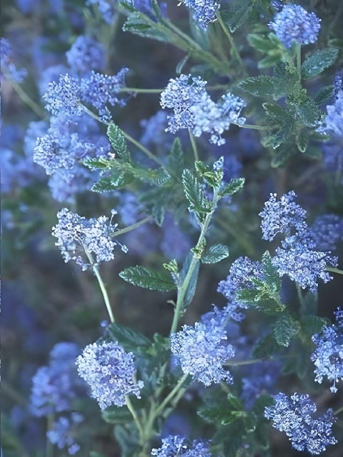 Direct Plants Ceanothus Concha Evergreen California Lilac Shrub