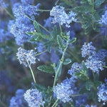 Ceanothus Concha Evergreen California Lilac Shrub