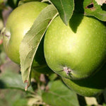 Dwarf Patio Granny Smith Apple Fruit Tree 3-4ft Supplied In A 5 Litre Pot