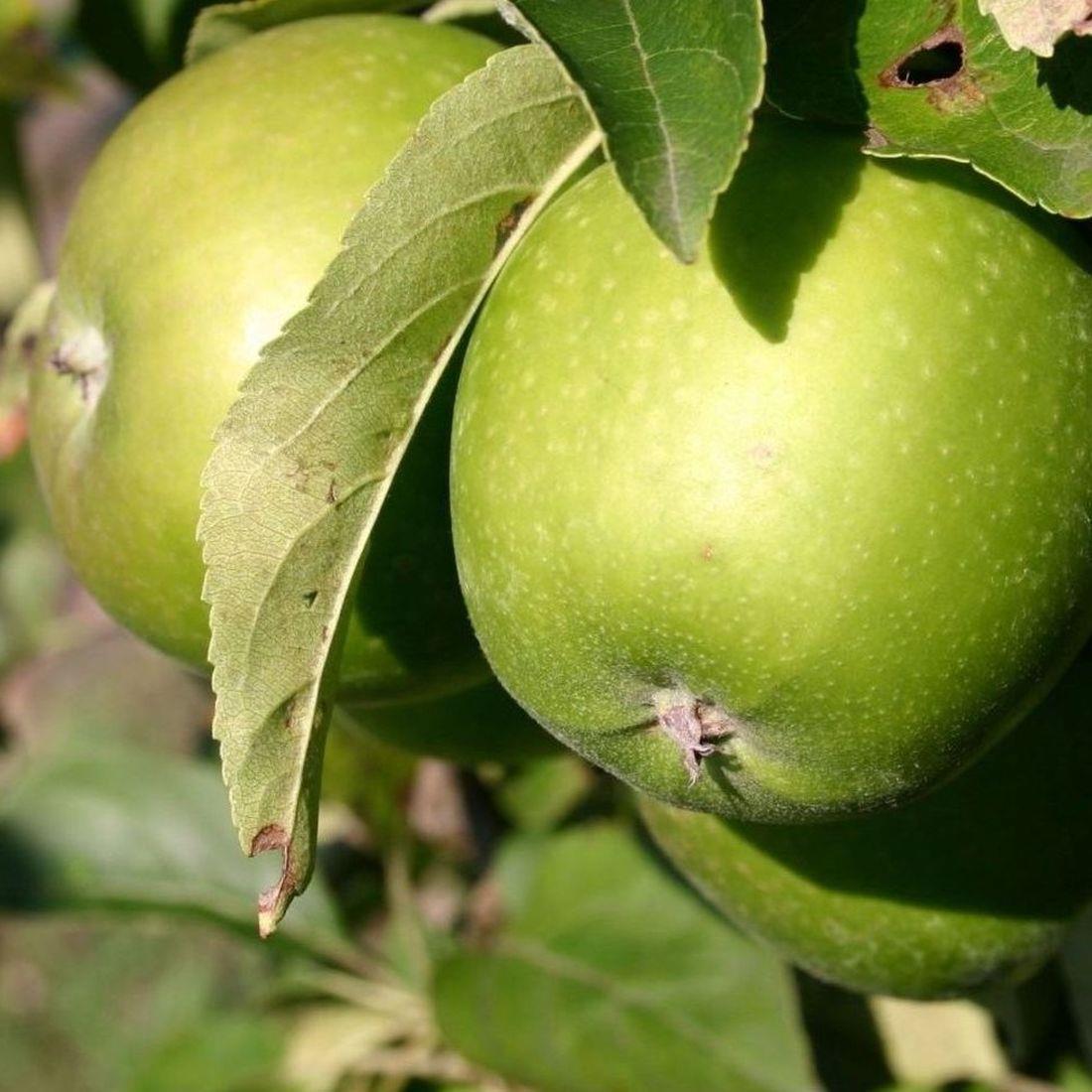 Dwarf Patio Granny Smith Apple Fruit Tree 3-4ft Supplied In A 5 Litre Pot